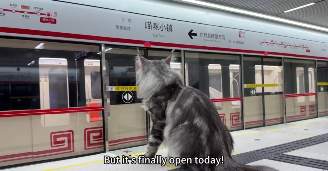 猫2.png