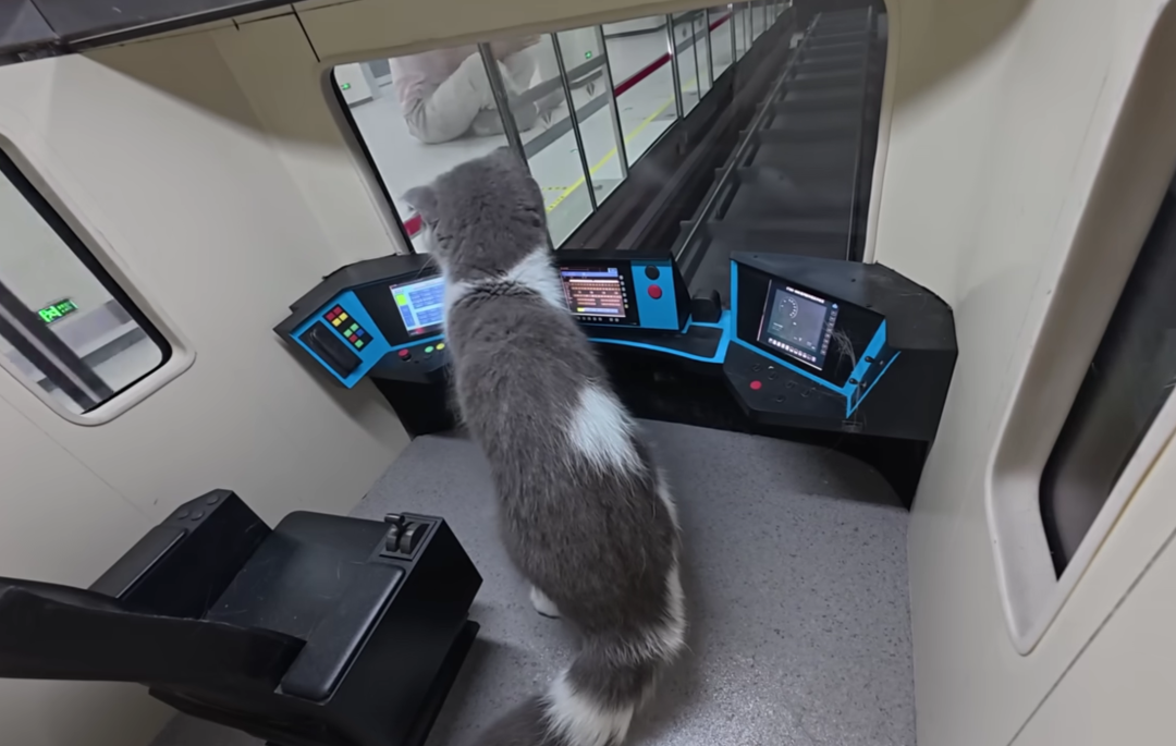 猫5.png